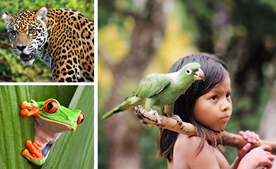 Rainforest Guardian